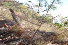 Ceropegia pullaiahii